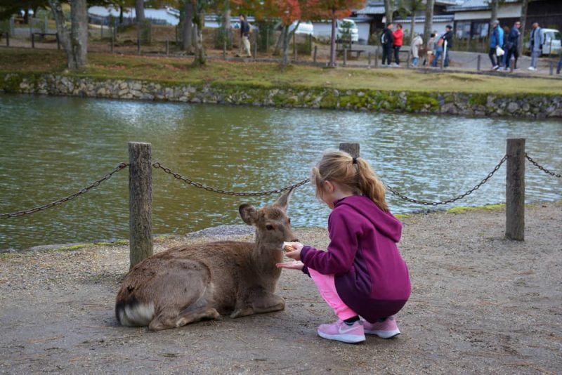 Enfant nourrissant un cerf à Nara